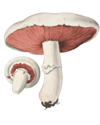 Illustrasjon av beitesjampinjong-gruppen med hvite hatter, rosa skiver og hvite stilker, én med en tydelig ring.
