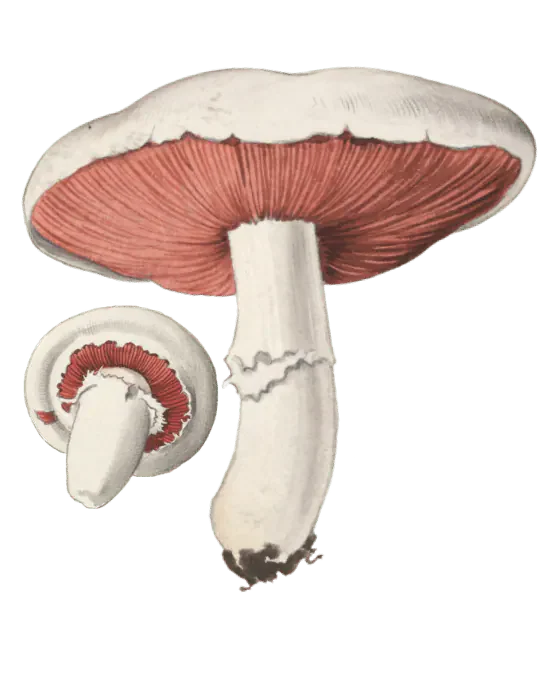 Illustrasjon av beitesjampinjong-gruppen med hvite hatter, rosa skiver og hvite stilker, én med en tydelig ring.