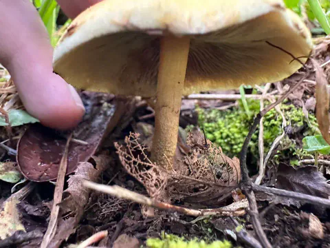 Besk svovelsopp sett fra bakken ved en hånd, med lys gul hattekant, mørke olivenbrune skiver og gulbrun stilk blant løv og røtter.