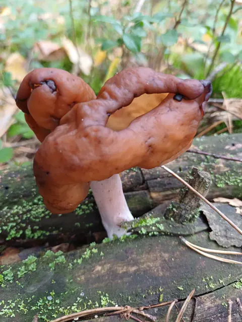 Bispelue på sprukket, mosekledd treverk, med kraftig foldet, rødbrun hatt og en glatt, lys rosahvit stilk.