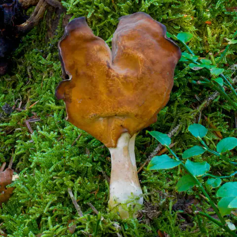 Bispelue med bred, brun hatt med oppbøyde fliker og hvitaktig stilk, omgitt av grønn mose og små blader.
