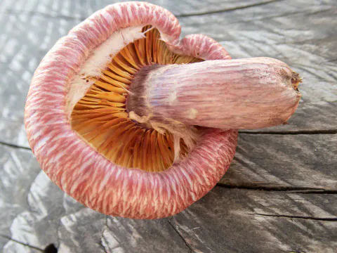 Bittersopp på grå treplanker, med oransjegule skiver innenfor en innrullet, rosafibret hattkant og en tykk, rosa stilk.
