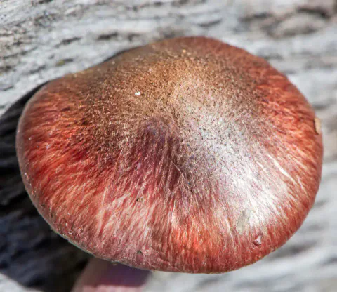 Nærbilde ovenfra av bittersopp på treverk, med rund, rødbrun hatt og fine, lyse fibre som stråler ut mot kanten.