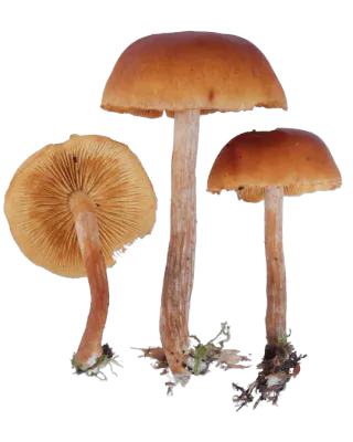 Bittersopper med oransjebrune hatter, brunlige skiver og lange fibrede stilker uten ring.