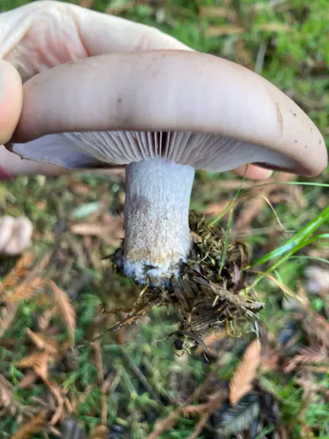 En blå ridderhatt holdes opp, med bred, blek gråfiolett hatt, lyse skiver og tykk stilk med jord og barnåler ved foten.