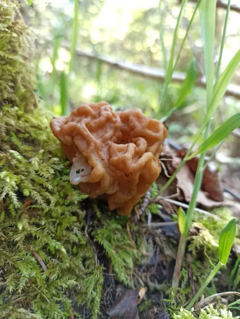 Blek sandmorkel med en uregelmessig, gulbrun hatt med dype folder på en mosekledd stubbe mellom grønne strå.