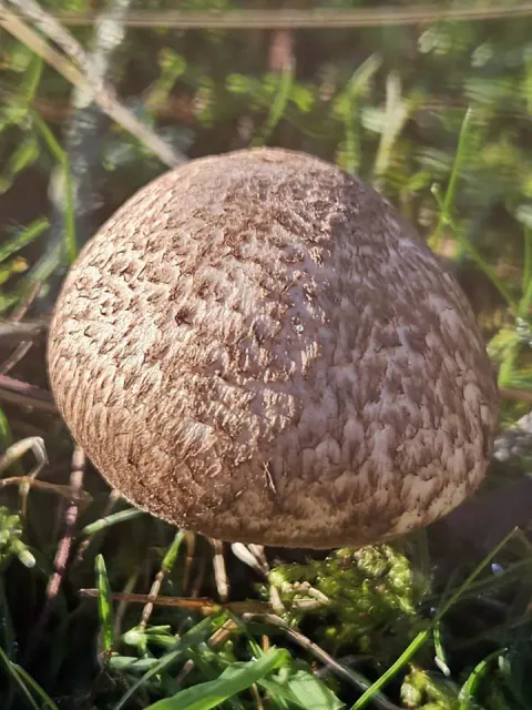 Ung sopp i blodsjampinjong-gruppen i gress, med eggformet hatt dekket av tette, brune skjell på lys bunn.