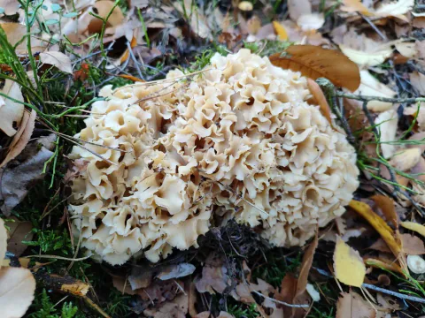 Blomkålsopp med tettpakkede, kremhvite og bølgete fliker på skogbunnen, omgitt av brune blader og grønne strå.