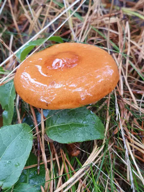 Branngul riske sett ovenfra blant barnåler og grønne blader, med blank, oransje hatt og en grop i midten.