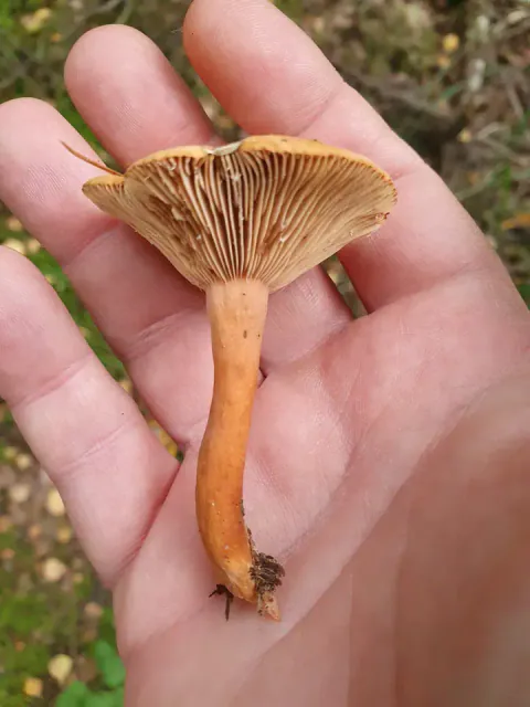 Branngul riske ligger i en åpen hånd, med beige skiver vendt mot kameraet og en lang, bøyd, oransje stilk.