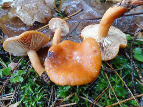 Flere branngule risker på mose og våte blader, lagt slik at både en blank, oransje hatt og lyse skiver vises.