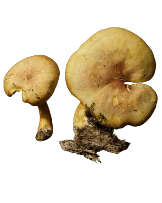 Illustrasjon av brungul stubbemusserong med okergul hatt, gule skiver og gulbrun stilk.