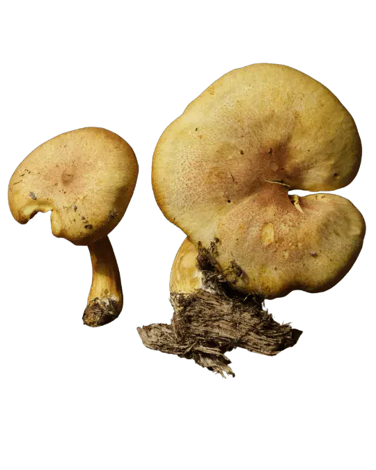 Illustrasjon av brungul stubbemusserong med okergul hatt, gule skiver og gulbrun stilk.