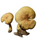 Illustrasjon av brungul stubbemusserong med okergul hatt, gule skiver og gulbrun stilk.