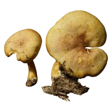 Illustrasjon av brungul stubbemusserong med okergul hatt, gule skiver og gulbrun stilk.