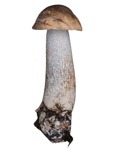Brunskrubb med brun hvelvet hatt og lang lys stilk dekket av mørke skrubbskjell.