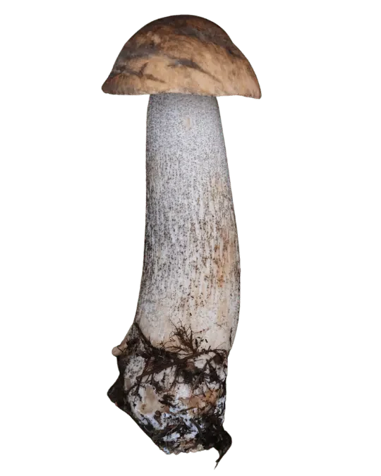 Brunskrubb med brun hvelvet hatt og lang lys stilk dekket av mørke skrubbskjell.
