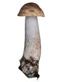 Brunskrubb med brun hvelvet hatt og lang lys stilk dekket av mørke skrubbskjell.