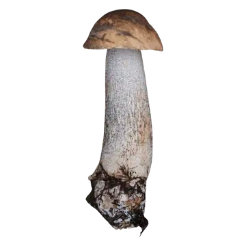 Brunskrubb med brun hvelvet hatt og lang lys stilk dekket av mørke skrubbskjell.