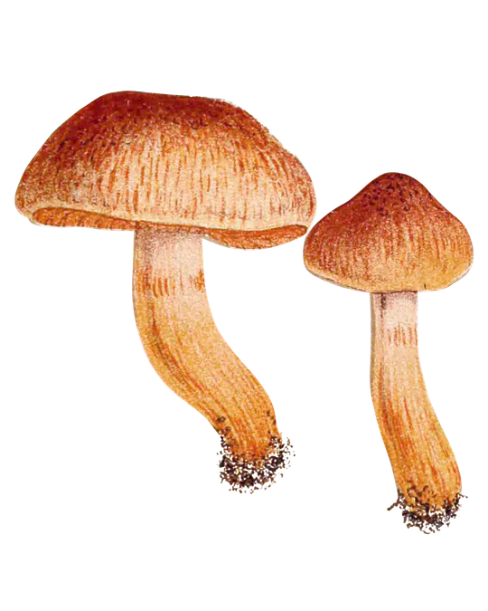 Illustrasjon av to butt giftslørsopper med rustrøde hatter, lysere hattkant og lange, guloransje stilker.