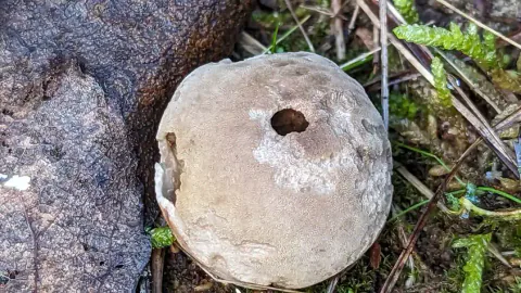 En brungrå eggrøyksopp ved en stein, med rund åpning i toppen og rester av lys ytterhud, omgitt av mose og strå.