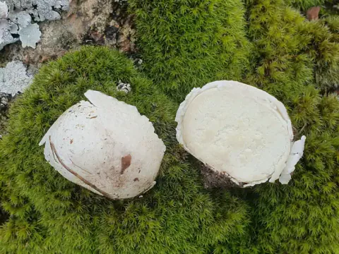 Eggrøyksopp delt i to på grønn mose, med hvitt, kompakt kjøtt i snittflaten og en lys ytterhud med små jordflekker.