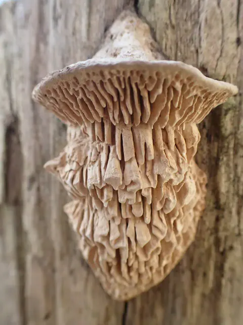 Eikemusling på en grå trestamme, med en liten utstående hatt over en avlang, beige underside med grove, langstrakte porer.