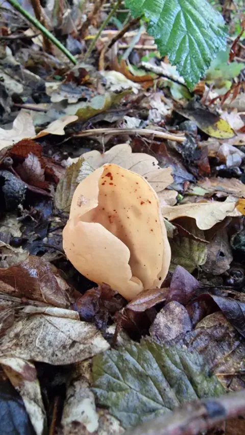 Eseløre står blant våte, brune blader, med et lyst gulbrunt, øreformet fruktlegeme som er åpent langs den ene siden.