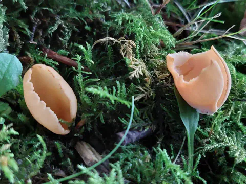 To eseløre i grønn mose, med åpne, skålformede fruktlegemer, varmbrun innside og lysere, bølgete kanter.