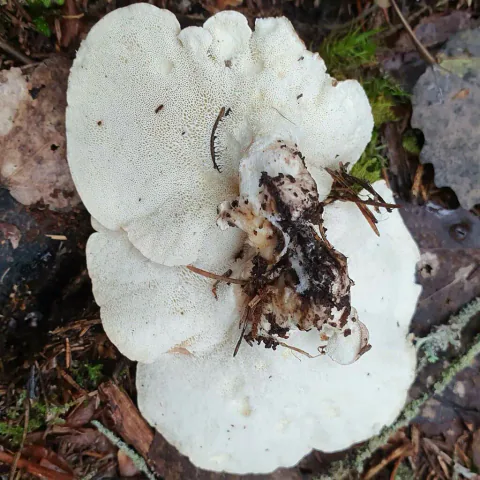 Fåresopp sett nedenfra på skogbunnen, med tydelige små porer på hvit, flikete hatt og jord på den korte stilken.