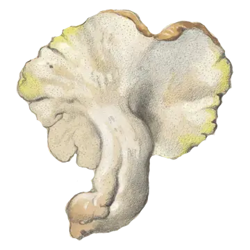Illustrasjon av fåresopp sett nedenfra, med lys poreflate, gulaktige flekker langs bølgete hattkant og bøyd, kraftig stilk.