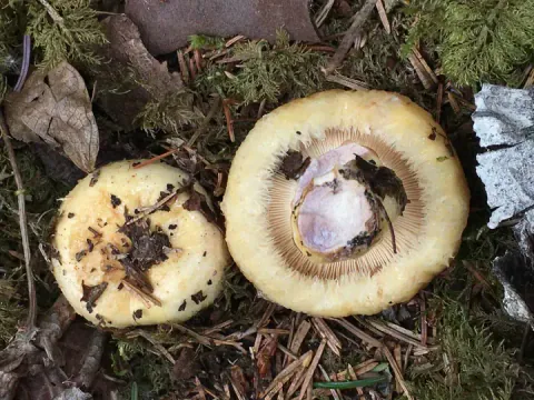 To fiolette svovelrisker på mose og barnåler, én med gul hatt opp og én med lyse skiver og fiolettfarget stilksnitt.