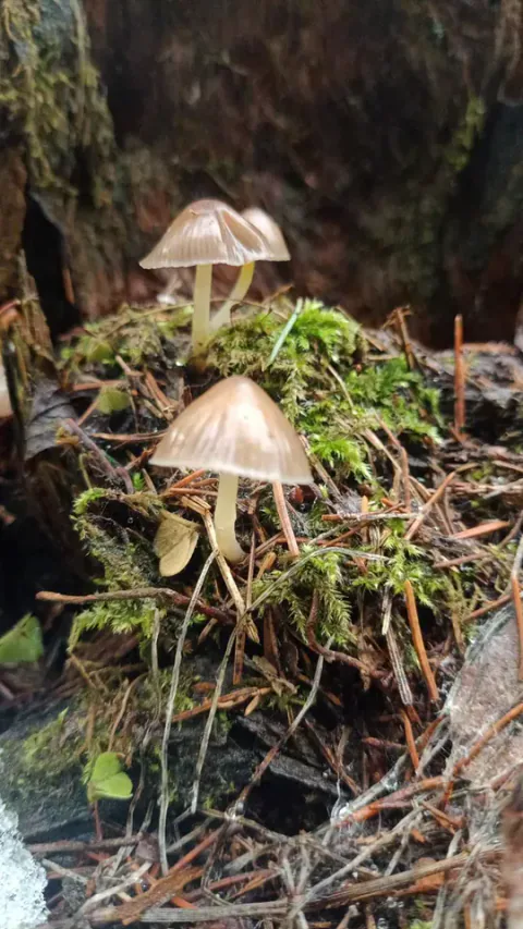 Tre flåhetter med lysebrune, stripete klokkehatter og bleke stilker står i mose og barnåler ved en trestamme.