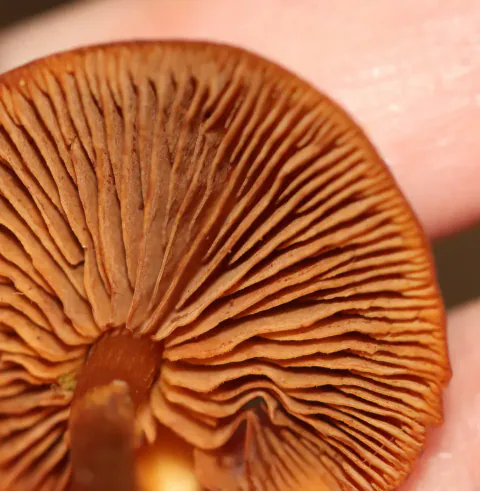 Nærbilde av flatklokkehattens underside, med rustbrune skiver som stråler rundt den smale, brune stilken mot en hånd.
