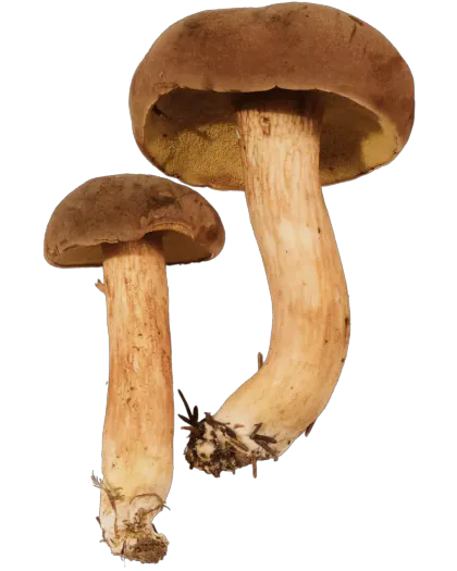 Fløyelsrørsopp med fløyelsbrun hatt, gulbrunt porelag og slank gulrød stilk.