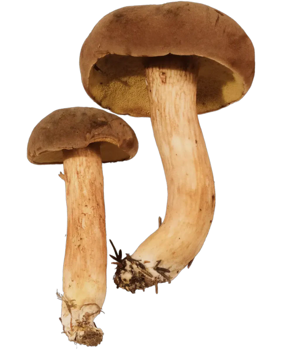 Fløyelsrørsopp med fløyelsbrun hatt, gulbrunt porelag og slank gulrød stilk.