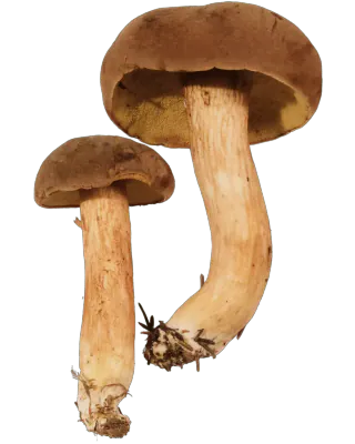 To fløyelsrørsopper med matte brune hatter, olivengul underside og lange, gulbrune stilker, den største tydelig bøyd.