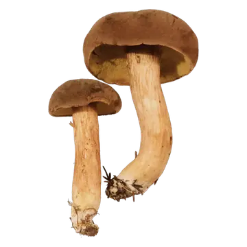 Fløyelsrørsopp med fløyelsbrun hatt, gulbrunt porelag og slank gulrød stilk.