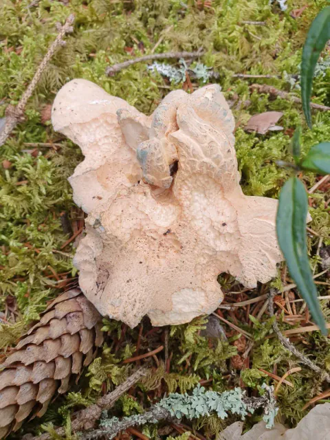 Franskbrødsopp sett ovenfra, med sammenvokste, blekbrune hatter med sprukken overflate ved en kongle i mosen.