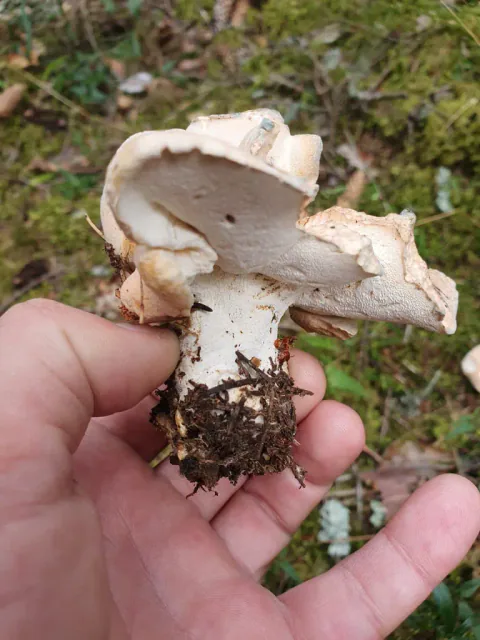 En hånd holder franskbrødsopp med ujevn, oppbøyd hatt, lys underside og kort, hvit stilk med jordklump.