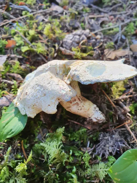 Franskbrødsopp i mose med flate, ujevne hatter der den gråbrune overflaten er delt opp av lyse sprekker.