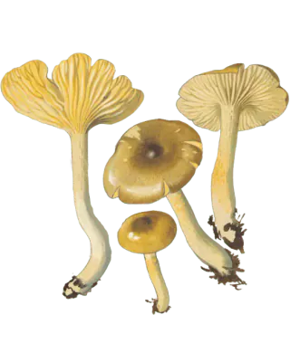 Illustrasjon av frostvokssopp med slimete brun hatt, gule skiver og gulaktig stilk.