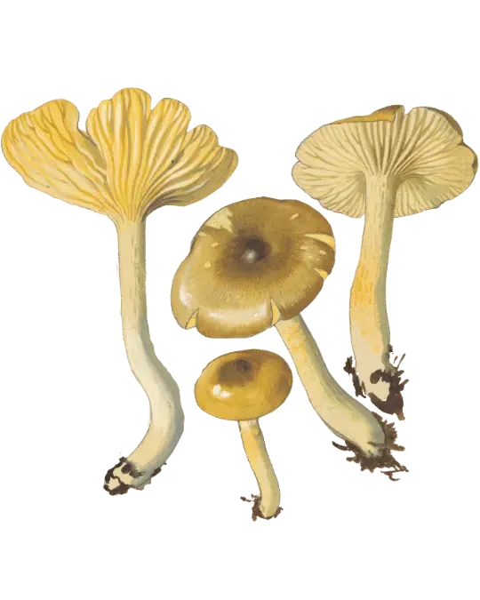 Illustrasjon av frostvokssopp med slimete brun hatt, gule skiver og gulaktig stilk.