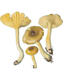 Illustrasjon av frostvokssopp med slimete brun hatt, gule skiver og gulaktig stilk.