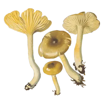 Illustrasjon av frostvokssopp med slimete brun hatt, gule skiver og gulaktig stilk.