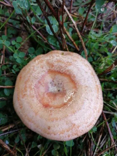 Furumatriske sett rett ovenfra blant grønne blader og strå, med rund, lys oransje hatt og mørkere ringer rundt en fordypning.