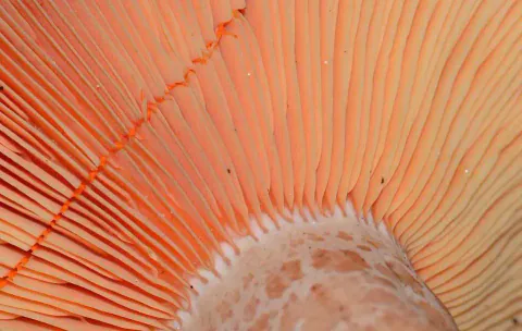 Tett nærbilde av undersiden på furumatriske, med oransje skiver som stråler ut fra en lys stilk med mørkere oransje flekker.