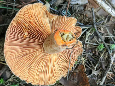 Undersiden av en furumatriske på skogbunnen, med bølget hattekant, tette oransje skiver og en kort, avskåret stilk med grønt i snittet.