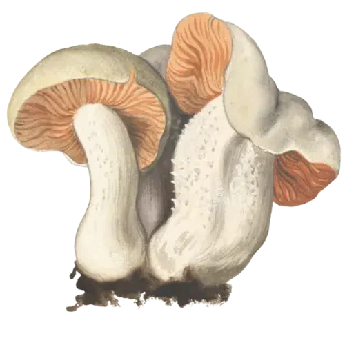 Illustrasjon av giftrødspore med bleke, bølgete hatter, rosaoransje skiver og kraftige hvite stilker.