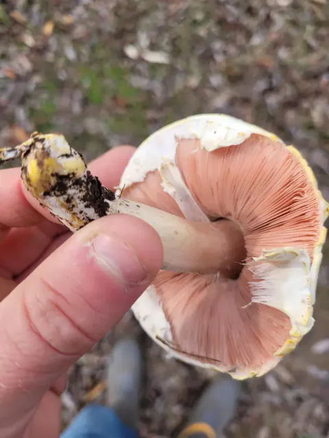 En hånd viser undersiden av en sopp i giftsjampinjong-gruppen, med rosa skiver, hvite slørrester og gulnet stilkbunn.